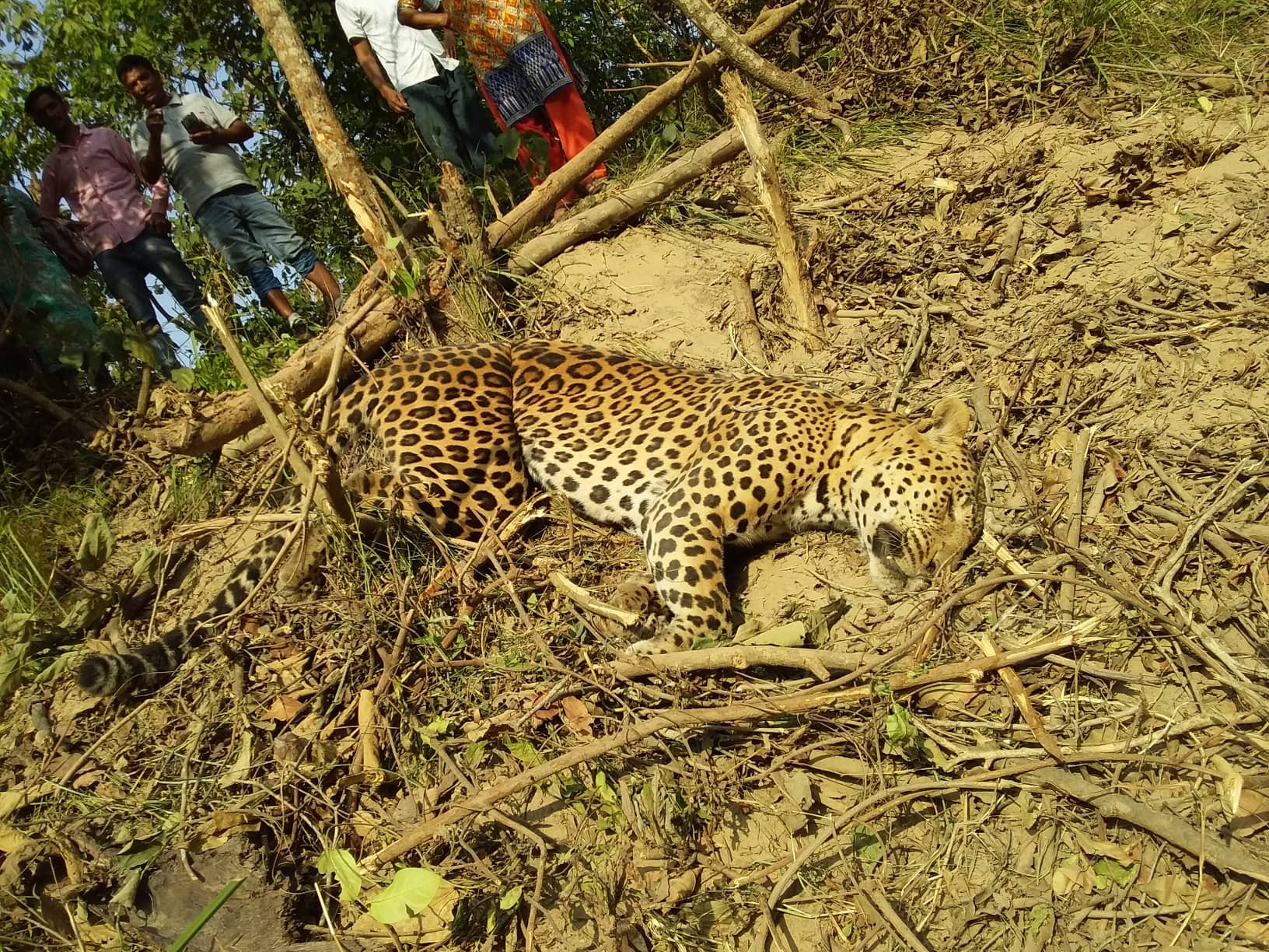 शिकारीको पासोमा परेर चितुवाको मृत्यु