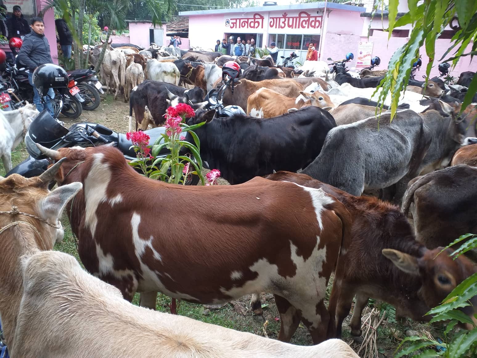 स्थानीयले थुने गाउँपालिका परिसरमा छाडा गाईवस्तु