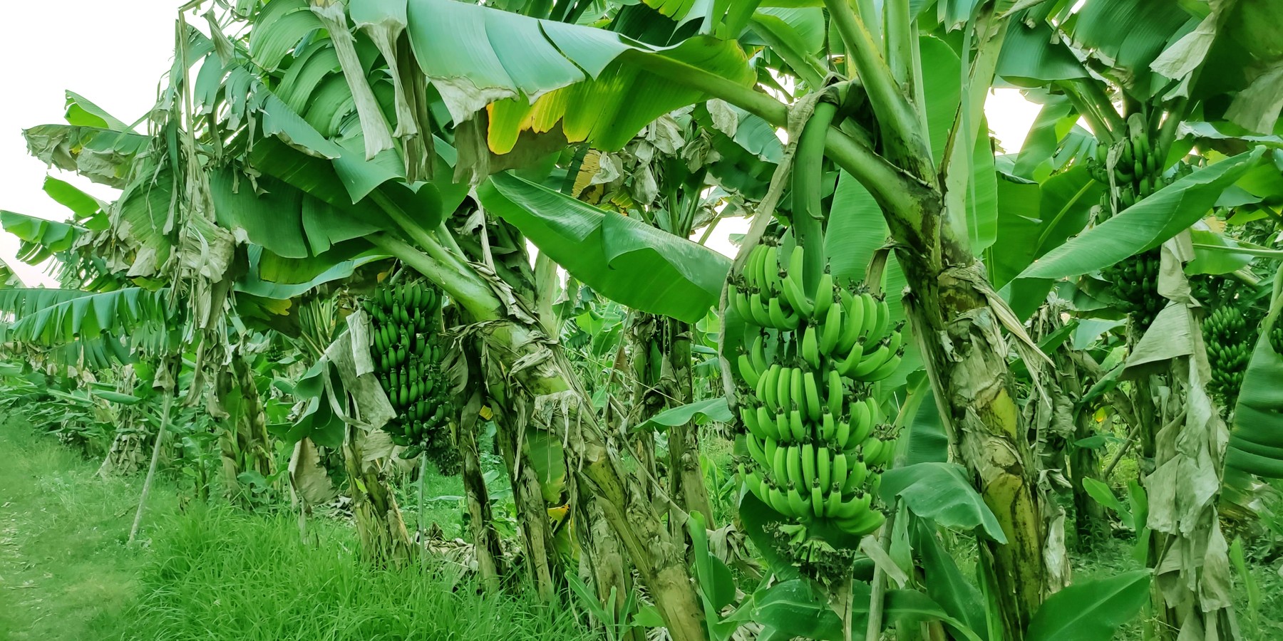 लकडाउनले केरा कृषक मारमा