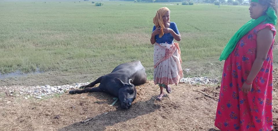 बाढी प्रभावित क्षेत्रमा पशुचौपाया मर्न थाले