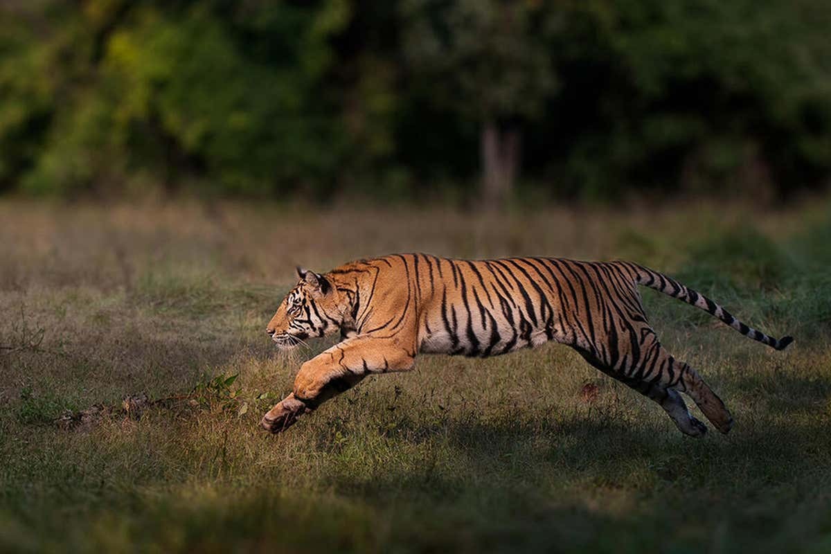 पाटेबाघको आक्रमणबाट एक महिलाको ज्यान गयो