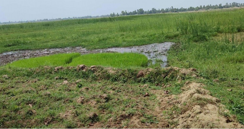 बाढीको त्रासले सयौँ बिघा जमिन बाँझै