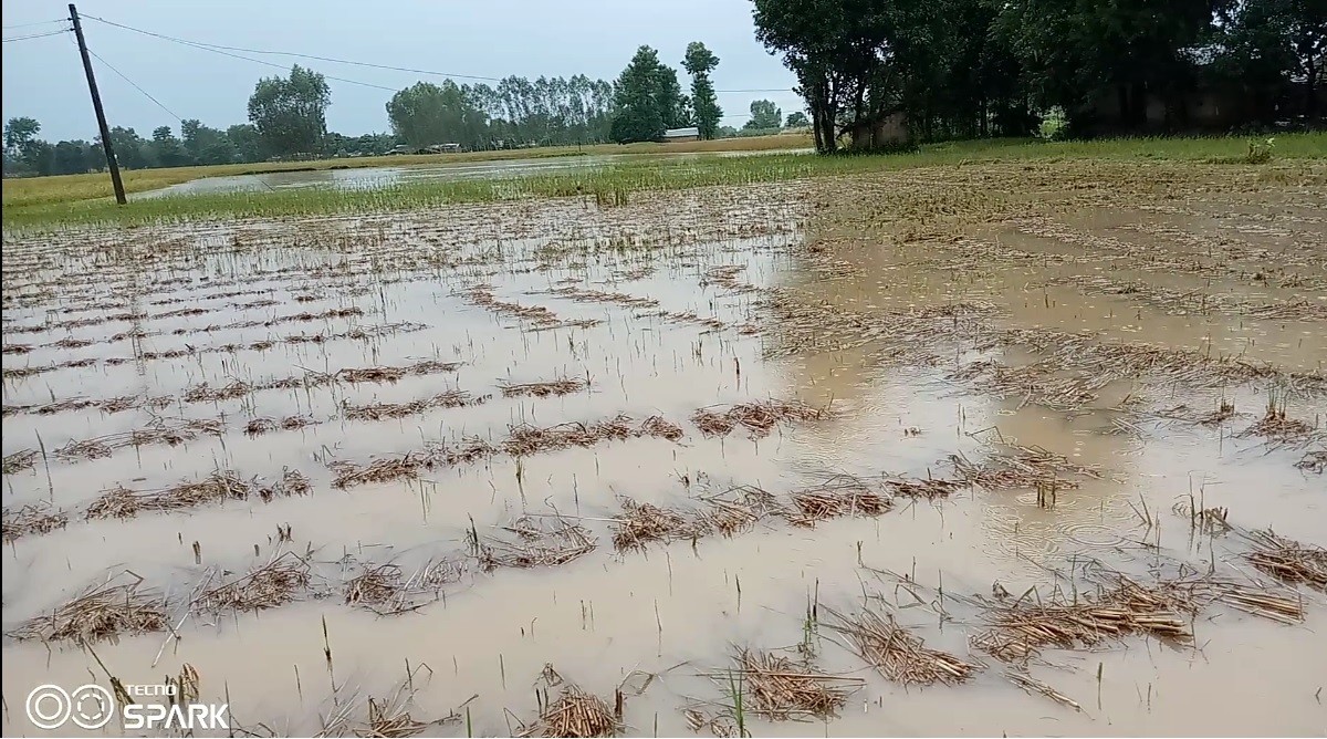 बाढीले धान खेती बगायो