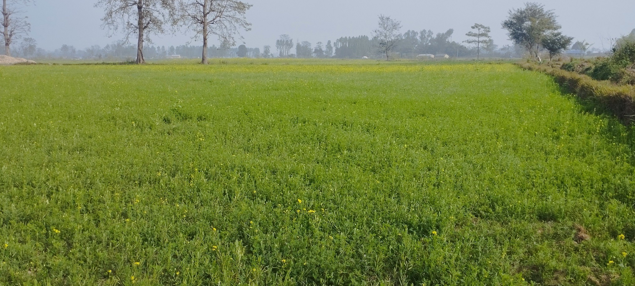 मेयरविरुद्ध न्यायिक समितिमा उजुरी