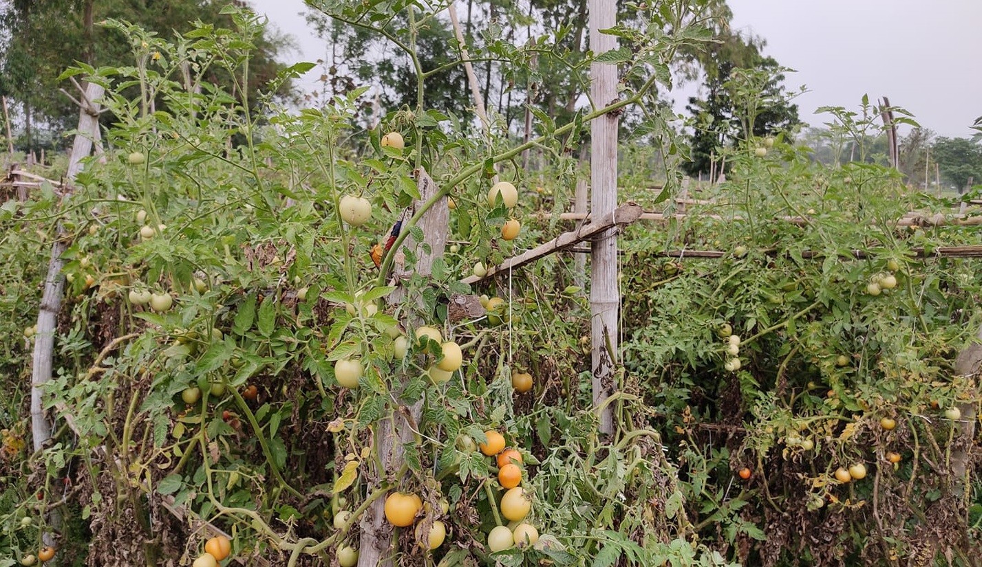 बारीमा सड्यो किसानको तरकारी