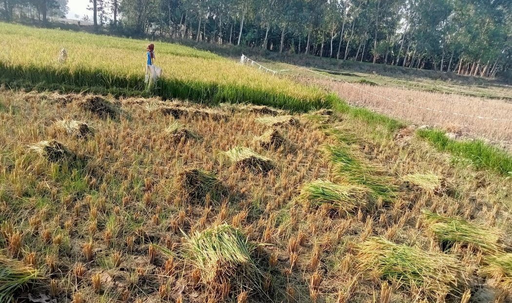 कैलालीमा ५ हजार ७२० मेट्रिक टन चैते धान उत्पादन