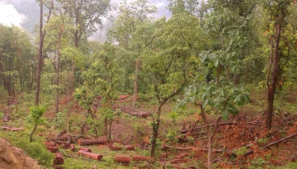 कैलालीमा अतिक्रमण बढ्यो, बन क्षेत्र घट्यो