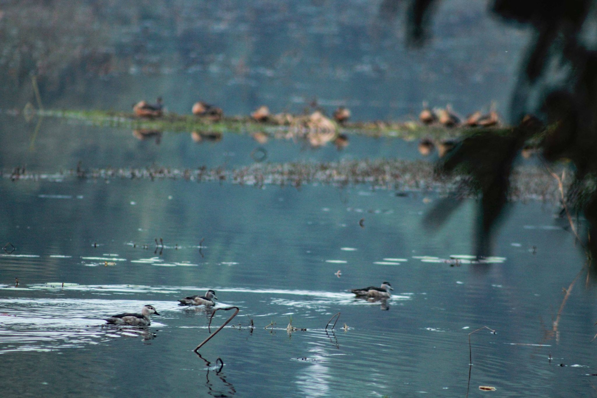 बढ्दै घोडाघोडीमा आन्तरिक पर्यटकको चहलपहल