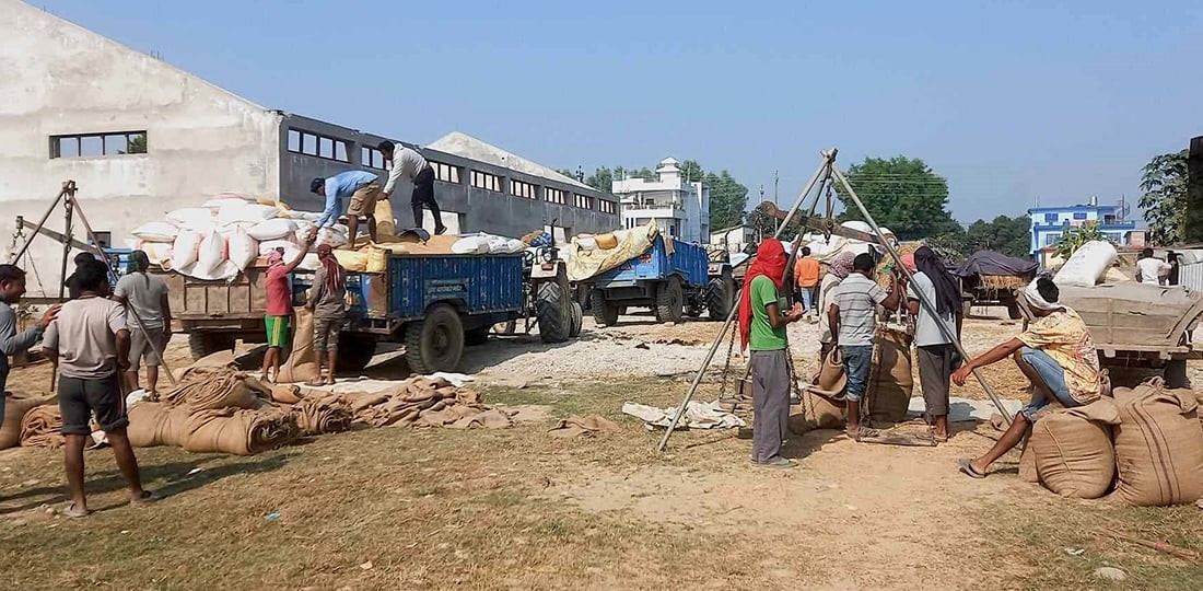 उधारो चेकमा धान खरिद गर्दै खाद्य संस्थान