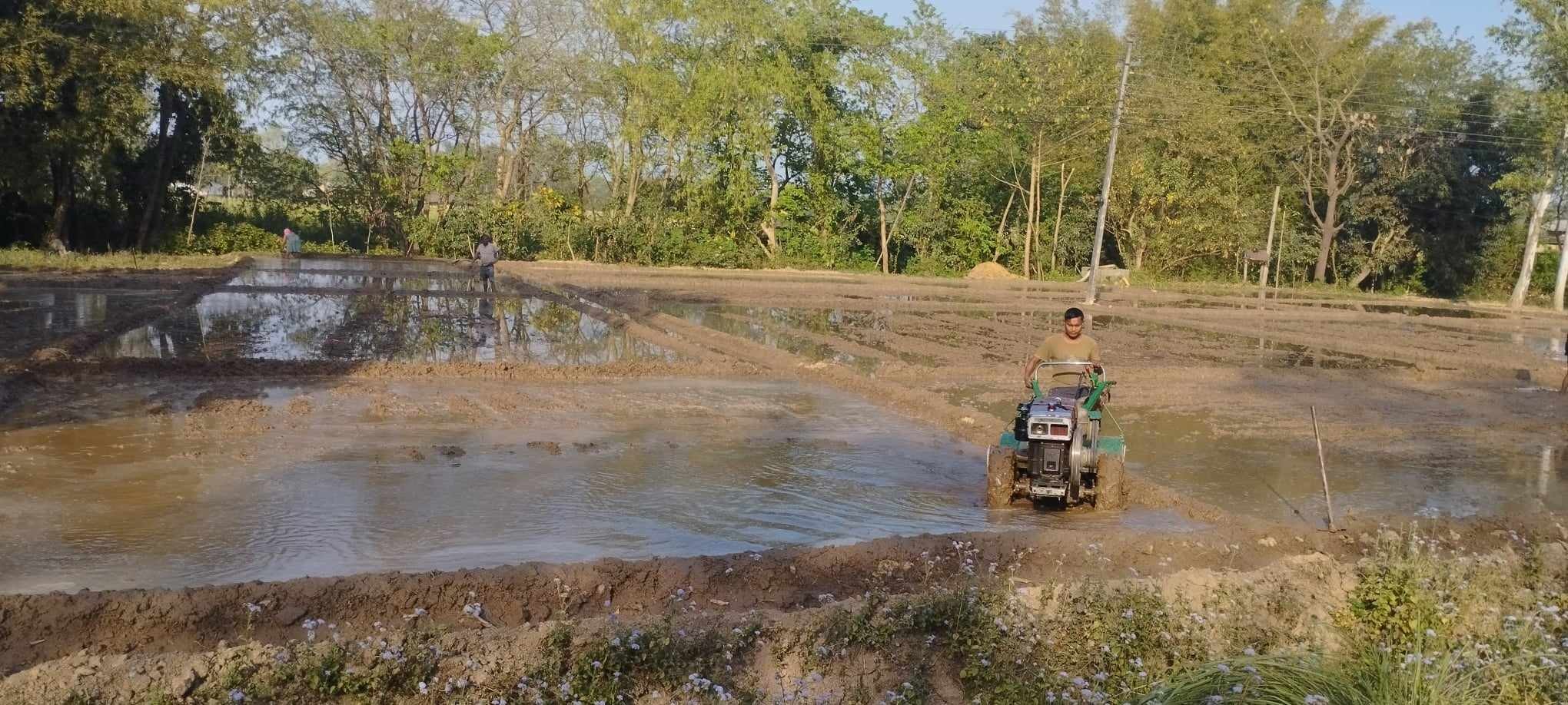 प्रकोपले बदलियो खेती प्रणाली