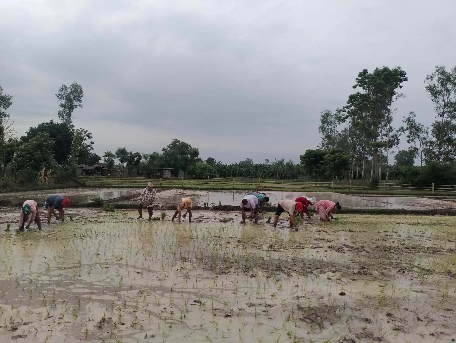 कैलालीमा ४० प्रतिशत मात्रै रोपाई