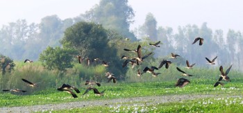 कैलाली-कञ्चनपुर आइपुगे साइबेरियाका चरा