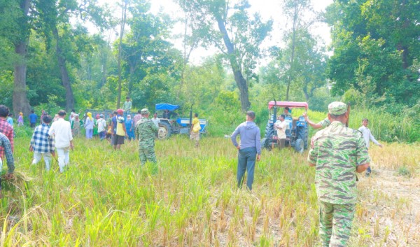 स्थानीयले लगाइएको धान वन समूहले काट्यो