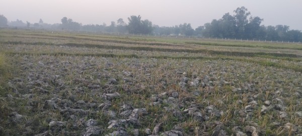 गहुँ छर्ने बेला कैलालीमा मलको चरम अभावः चिन्तामा किसान