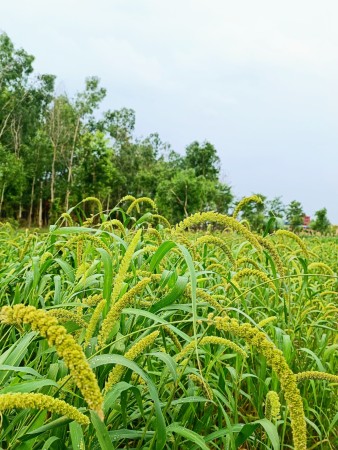 खेती गर्ने महिलाः निर्णय दिने पुरुष