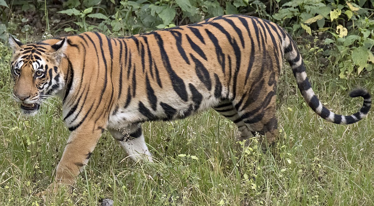 पाटेबाघको संख्यामा वृद्धि 