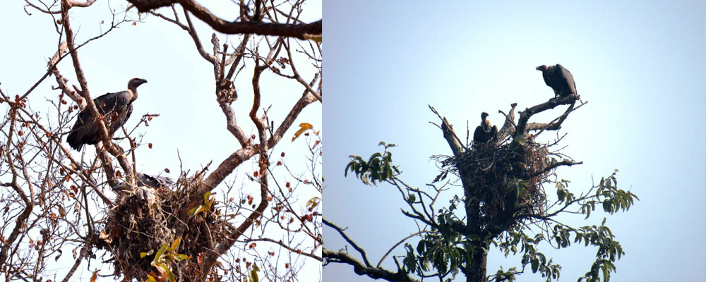 दुर्लभ गिद्धका एक सय सतचालिस गुँड