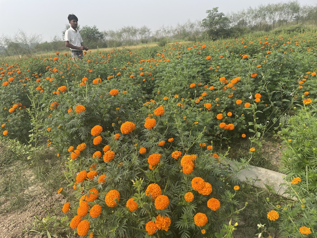 विद्यार्थीको सयपत्री फूल खेती, बिक्रीका लागि तयार